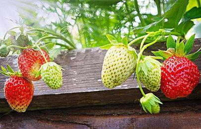 用Switch帮你练出倒三角 《俯卧撑锻炼》现已上市